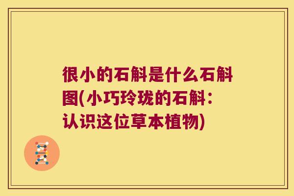 很小的石斛是什么石斛图(小巧玲珑的石斛：认识这位草本植物)