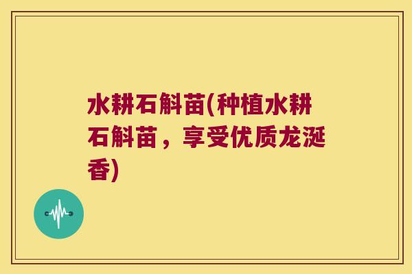 水耕石斛苗(种植水耕石斛苗，享受优质龙涎香)