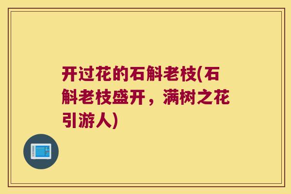 开过花的石斛老枝(石斛老枝盛开，满树之花引游人)