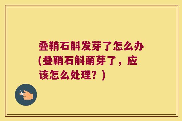 叠鞘石斛发芽了怎么办(叠鞘石斛萌芽了，应该怎么处理？)