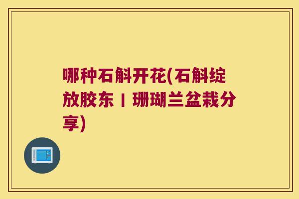 哪种石斛开花(石斛绽放胶东丨珊瑚兰盆栽分享)