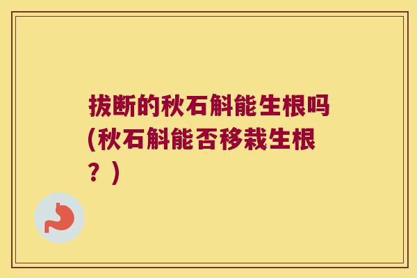 拔断的秋石斛能生根吗(秋石斛能否移栽生根？)