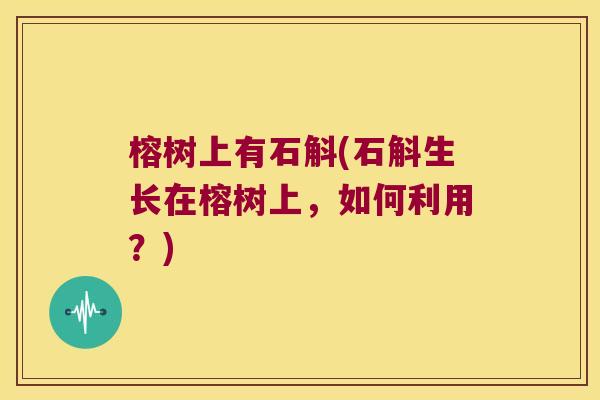 榕树上有石斛(石斛生长在榕树上，如何利用？)