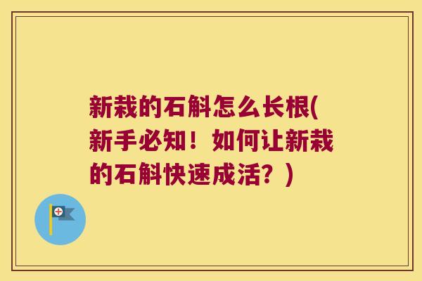 新栽的石斛怎么长根(新手必知！如何让新栽的石斛快速成活？)