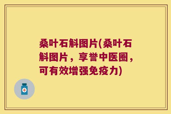 桑叶石斛图片(桑叶石斛图片，享誉中医圈，可有效增强免疫力)