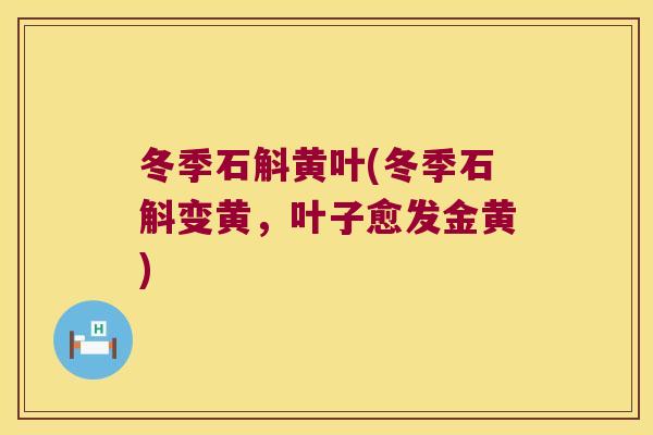 冬季石斛黄叶(冬季石斛变黄，叶子愈发金黄)