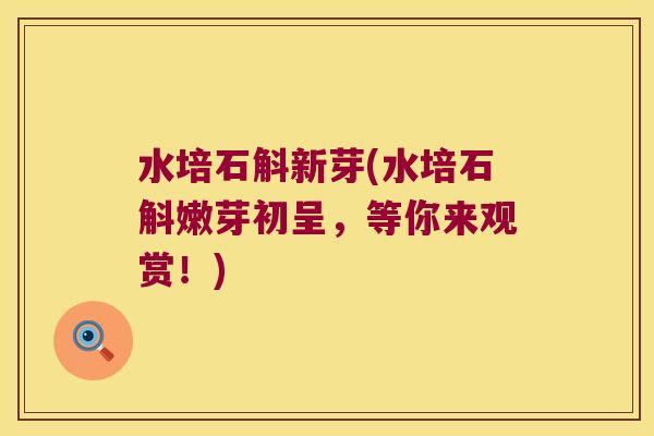 水培石斛新芽(水培石斛嫩芽初呈，等你来观赏！)