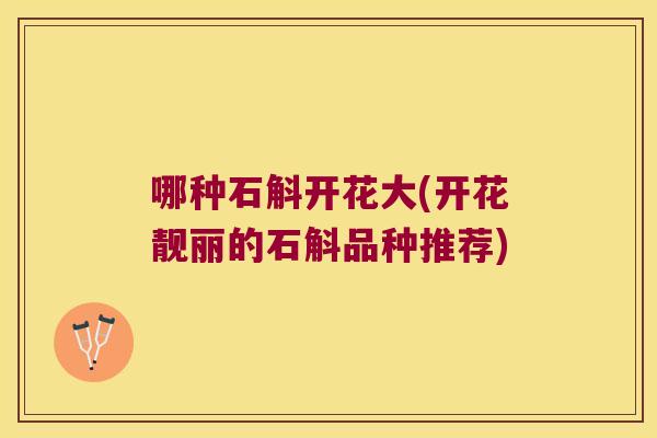 哪种石斛开花大(开花靓丽的石斛品种推荐)