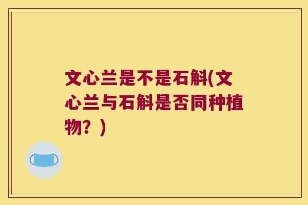 文心兰是不是石斛(文心兰与石斛是否同种植物？)