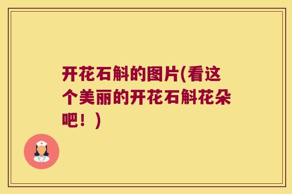 开花石斛的图片(看这个美丽的开花石斛花朵吧！)