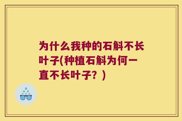 为什么我种的石斛不长叶子(种植石斛为何一直不长叶子？)