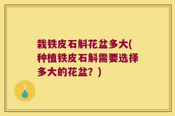 栽铁皮石斛花盆多大(种植铁皮石斛需要选择多大的花盆？)