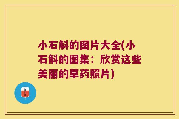 小石斛的图片大全(小石斛的图集：欣赏这些美丽的草药照片)