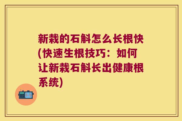 新栽的石斛怎么长根快(快速生根技巧：如何让新栽石斛长出健康根系统)