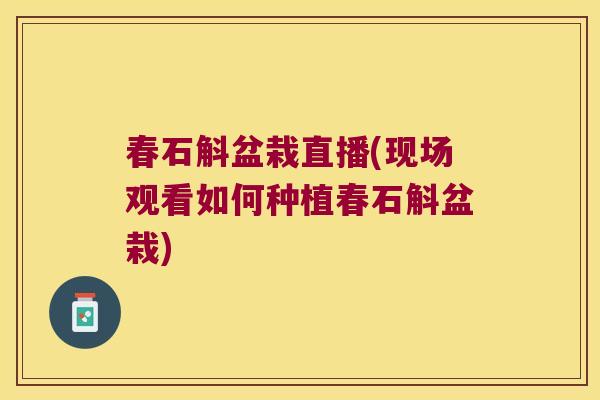 春石斛盆栽直播(现场观看如何种植春石斛盆栽)
