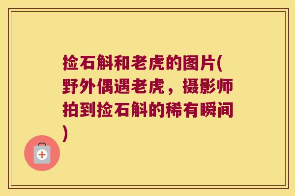 捡石斛和老虎的图片(野外偶遇老虎，摄影师拍到捡石斛的稀有瞬间)