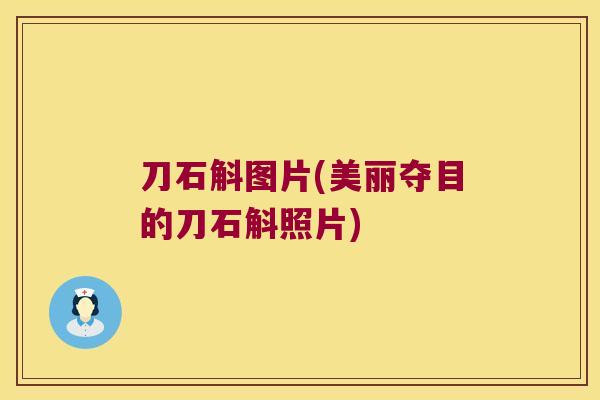 刀石斛图片(美丽夺目的刀石斛照片)