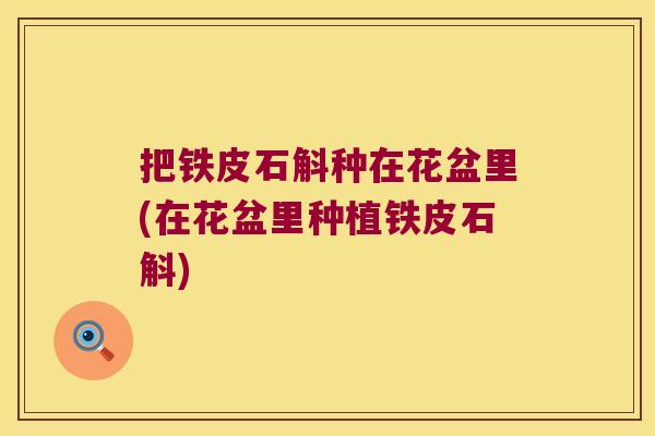 把铁皮石斛种在花盆里(在花盆里种植铁皮石斛)