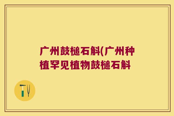 广州鼓槌石斛(广州种植罕见植物鼓槌石斛