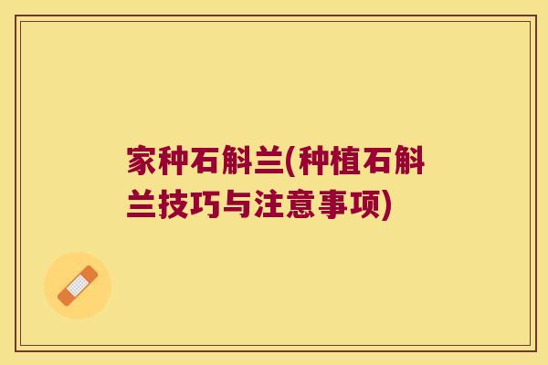家种石斛兰(种植石斛兰技巧与注意事项)