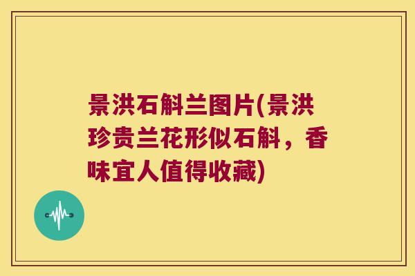 景洪石斛兰图片(景洪珍贵兰花形似石斛,香味宜人值得收藏) 景洪石斛兰图片(景洪珍贵兰花形似石斛,香味宜人值得收藏)