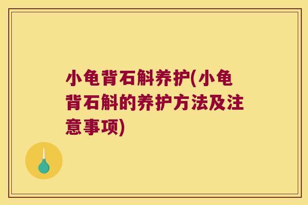小龟背石斛养护(小龟背石斛的养护方法及注意事项)