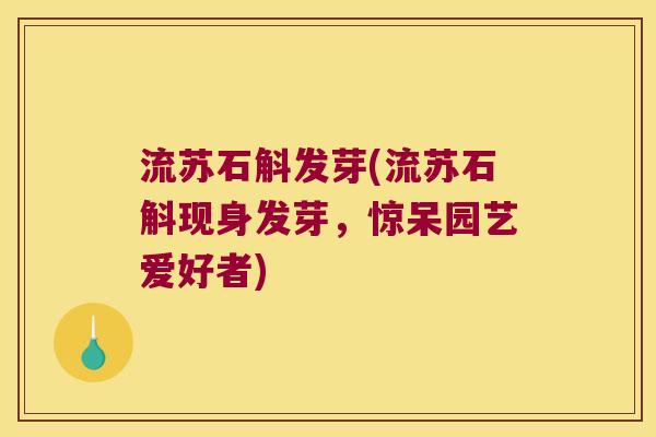 流苏石斛发芽(流苏石斛现身发芽，惊呆园艺爱好者)