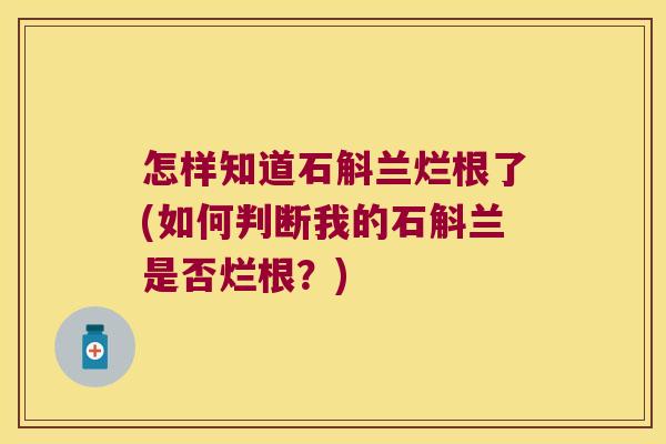 怎样知道石斛兰烂根了(如何判断我的石斛兰是否烂根？)