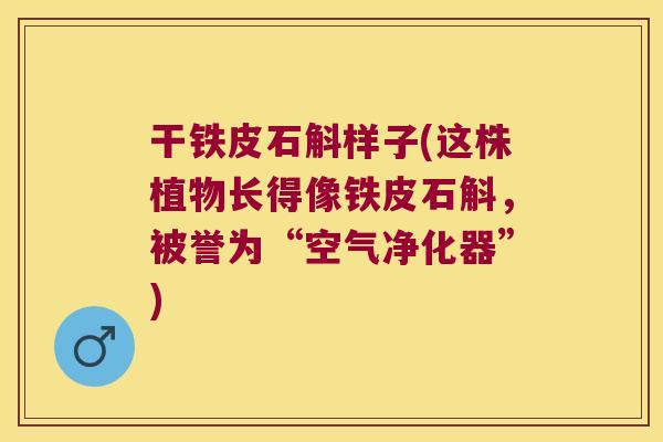 干铁皮石斛样子(这株植物长得像铁皮石斛,被誉为“空气净化器”) 干铁皮石斛样子(这株植物长得像铁皮石斛,被誉为“空气净化器”)