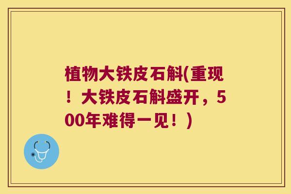 植物大铁皮石斛(重现！大铁皮石斛盛开，500年难得一见！)