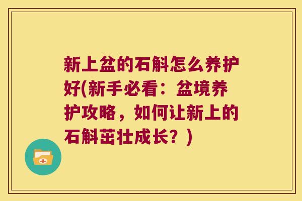 新上盆的石斛怎么养护好(新手必看：盆境养护攻略，如何让新上的石斛茁壮成长？)