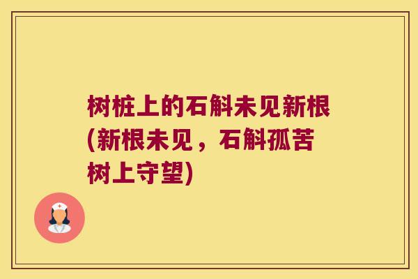 树桩上的石斛未见新根(新根未见,石斛孤苦树上守望) 树桩上的石斛未见新根(新根未见,石斛孤苦树上守望)