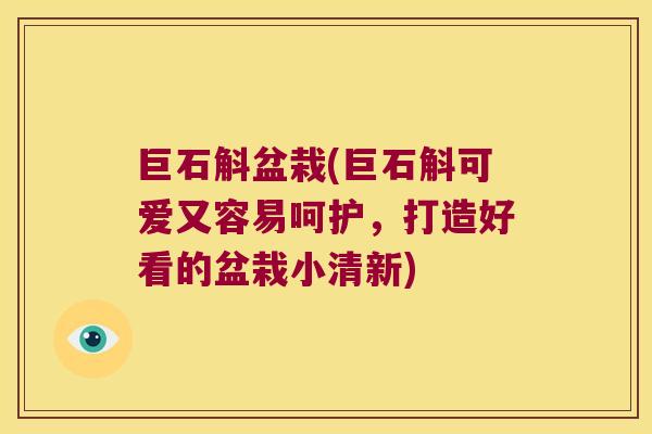 巨石斛盆栽(巨石斛可爱又容易呵护,打造好看的盆栽小清新) 巨石斛盆栽(巨石斛可爱又容易呵护,打造好看的盆栽小清新)