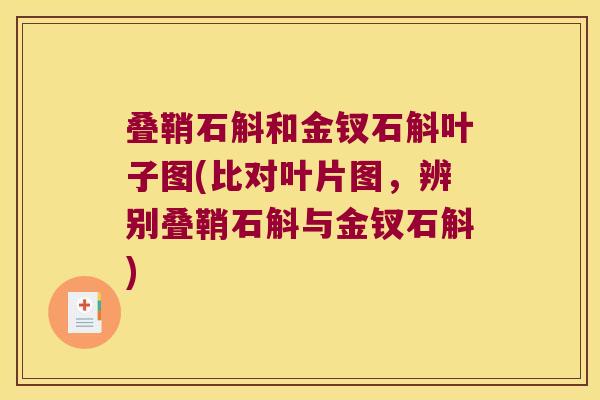 叠鞘石斛和金钗石斛叶子图(比对叶片图，辨别叠鞘石斛与金钗石斛)