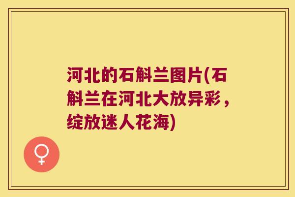 河北的石斛兰图片(石斛兰在河北大放异彩，绽放迷人花海)