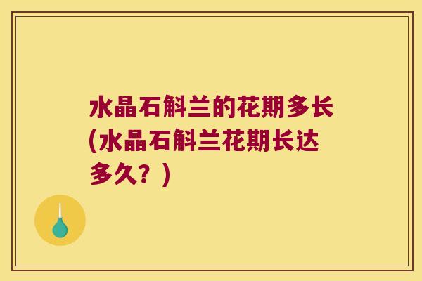水晶石斛兰的花期多长(水晶石斛兰花期长达多久？)
