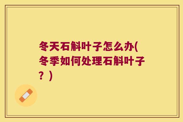 冬天石斛叶子怎么办(冬季如何处理石斛叶子？)