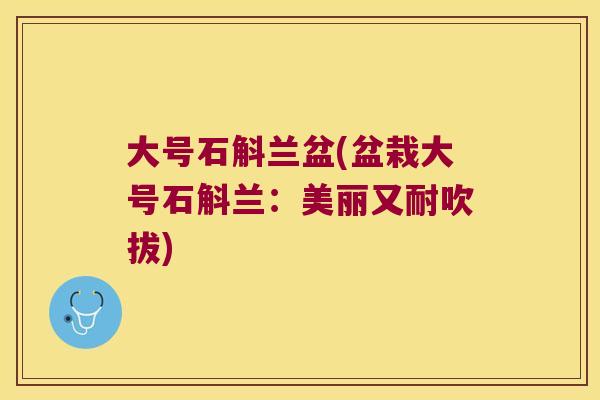 大号石斛兰盆(盆栽大号石斛兰：美丽又耐吹拔)