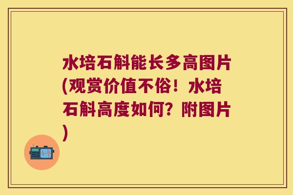 水培石斛能长多高图片(观赏价值不俗!水培石斛高度如何?附图片) 水培石斛能长多高图片(观赏价值不俗!水培石斛高度如何?附图片)