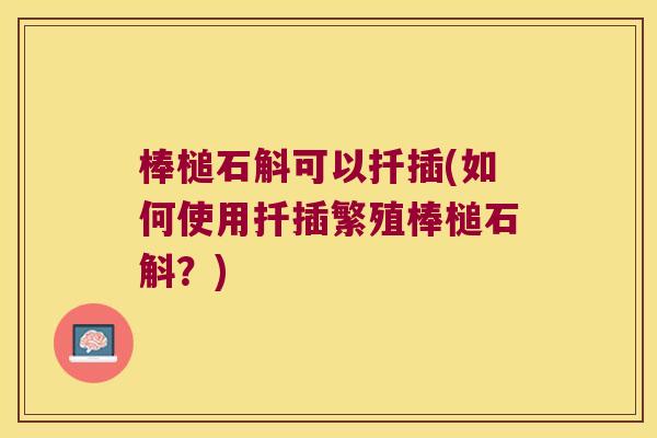棒槌石斛可以扦插(如何使用扦插繁殖棒槌石斛？)