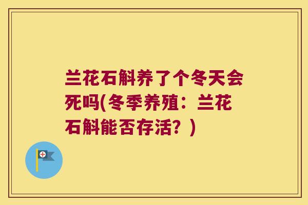 兰花石斛养了个冬天会死吗(冬季养殖：兰花石斛能否存活？)