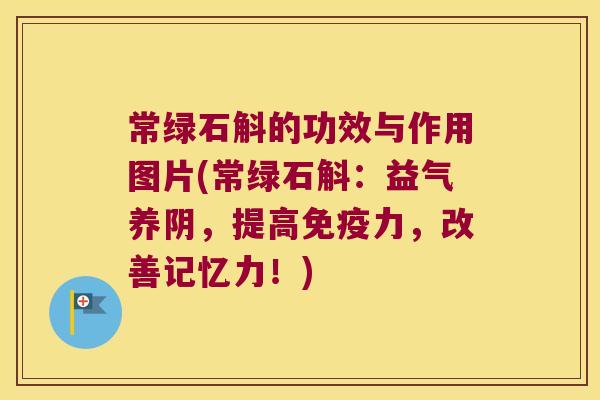 常绿石斛的功效与作用图片(常绿石斛:益气养阴,提高力,改善记忆力!) 常绿石斛的功效与作用图片(常绿石斛:益气养阴,提高力,改善记忆力!)
