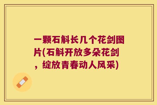 一颗石斛长几个花剑图片(石斛开放多朵花剑，绽放青春动人风采)
