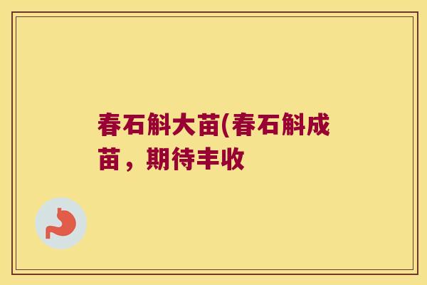 春石斛大苗(春石斛成苗，期待丰收