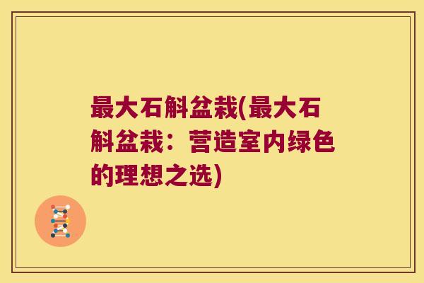 最大石斛盆栽(最大石斛盆栽：营造室内绿色的理想之选)