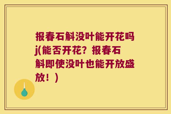 报春石斛没叶能开花吗j(能否开花？报春石斛即使没叶也能开放盛放！)