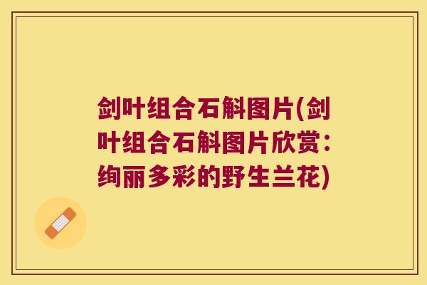 剑叶组合石斛图片(剑叶组合石斛图片欣赏：绚丽多彩的野生兰花)