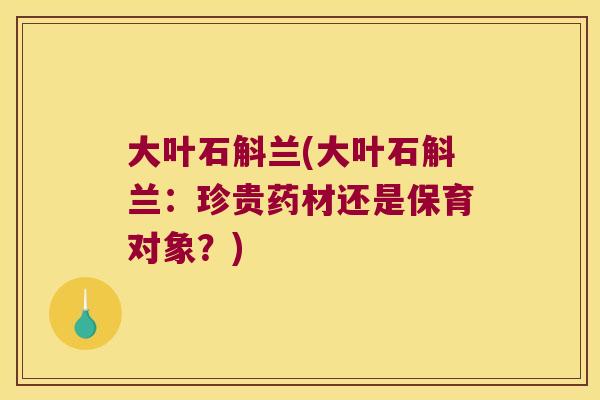 大叶石斛兰(大叶石斛兰:珍贵药材还是保育对象?) 大叶石斛兰(大叶石斛兰:珍贵药材还是保育对象?)