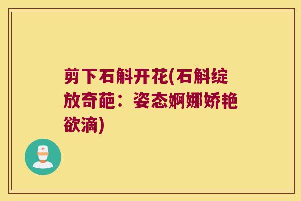 剪下石斛开花(石斛绽放奇葩：姿态婀娜娇艳欲滴)