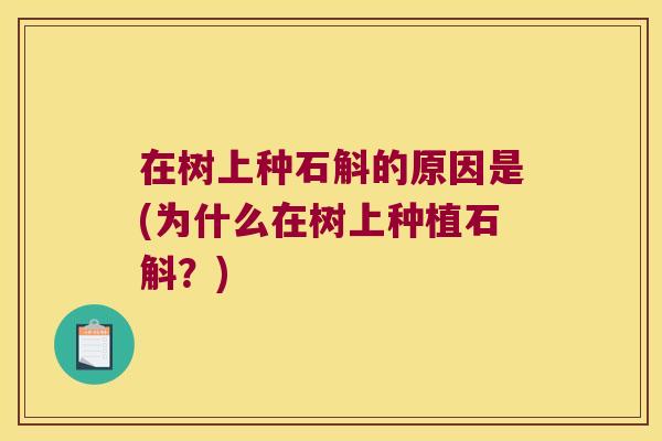 在树上种石斛的原因是(为什么在树上种植石斛？)